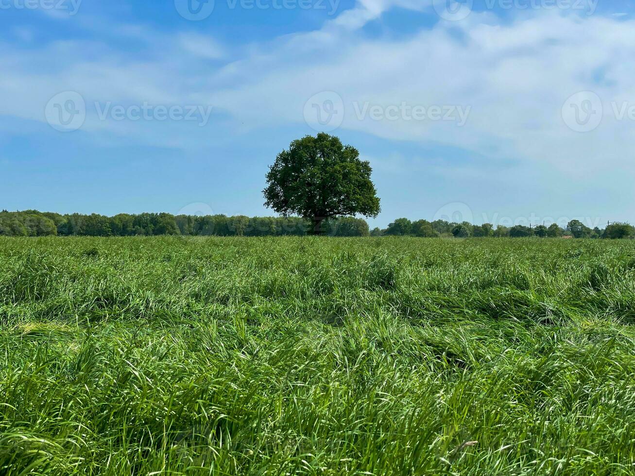 Indulge in the boundless beauty of a lush green grass field beneath the vast expanse of a blue sky, a serene paradise that soothes the soul photo