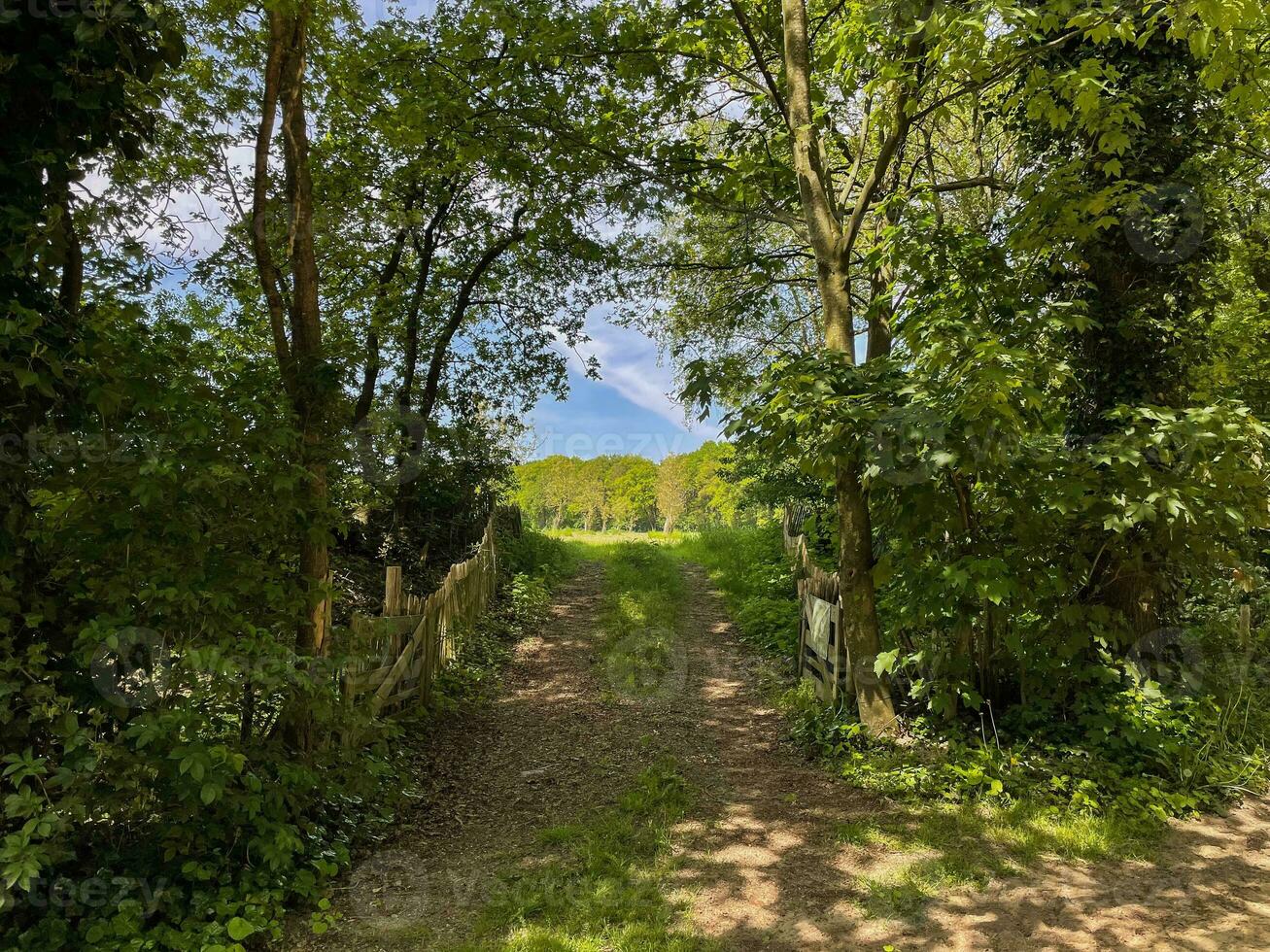 Embark on a serene journey through a sandy pathway, guided by a rustic fence, as you immerse yourself in the blissful harmony of nature's embrace photo