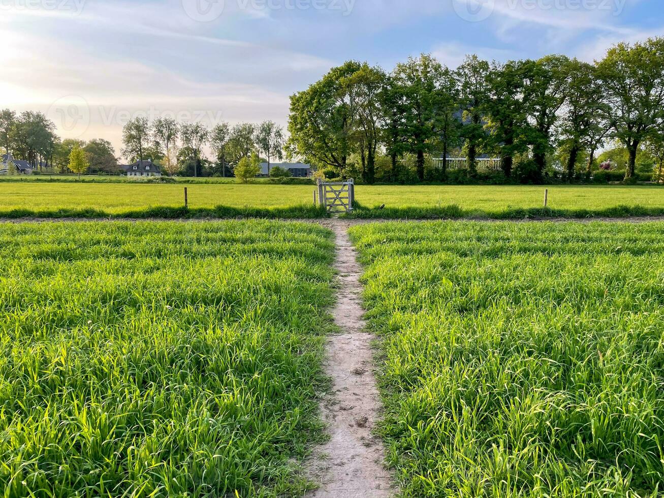 Breathtaking allure of a golden sunset over lush grass fields, a picturesque scene that evokes tranquility and natural beauty photo