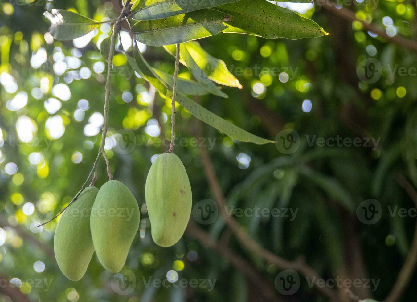 Trio of young mangos photo