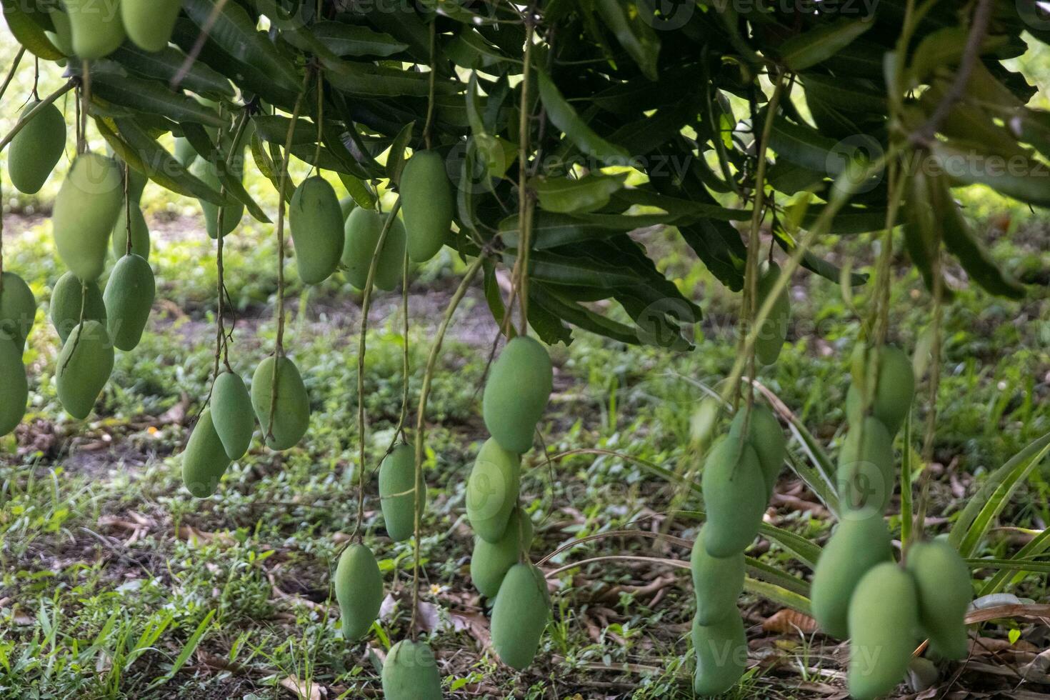 Bunch of hanging mangos photo