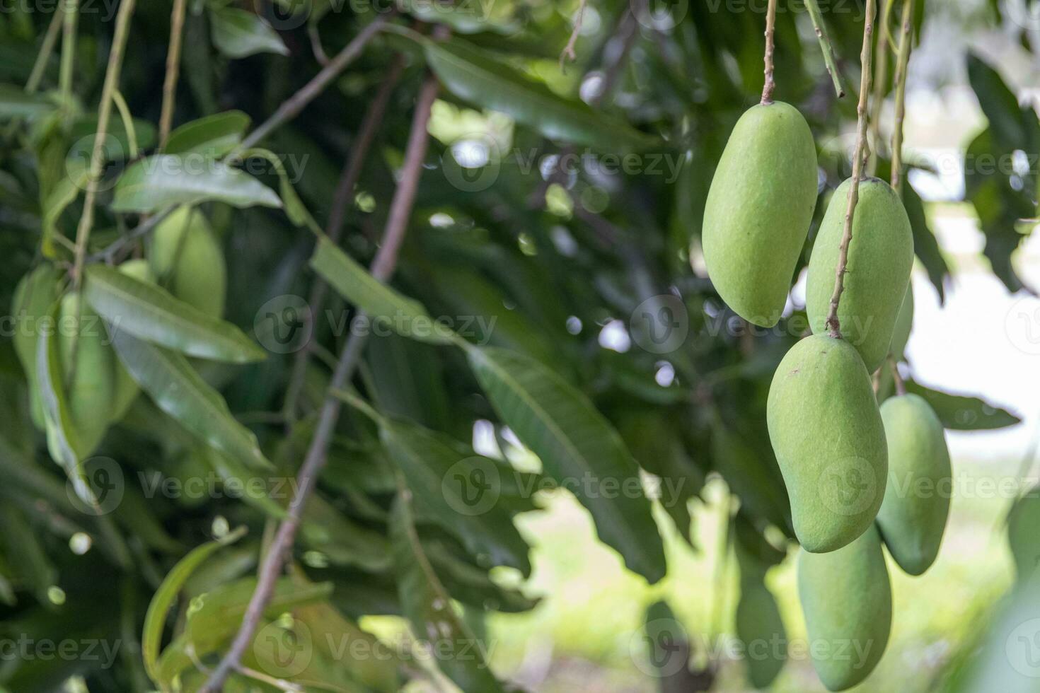 Bunch of hanging mangos photo