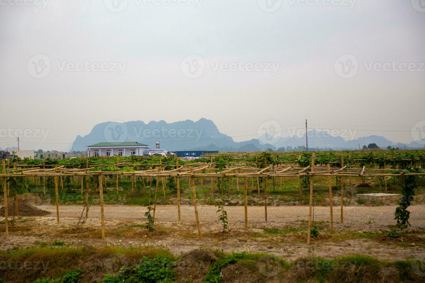 Vietnamese Winery with vines photo