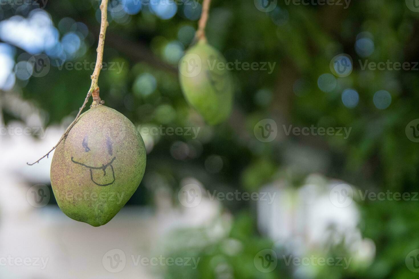 Silly looking young mango photo