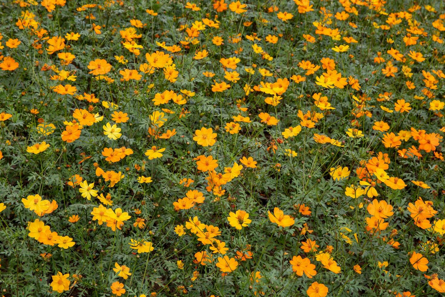 Marigold flower patch photo