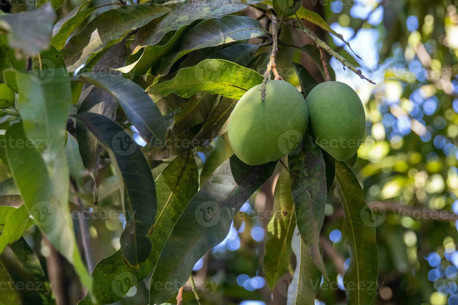 Duet of young mangos photo