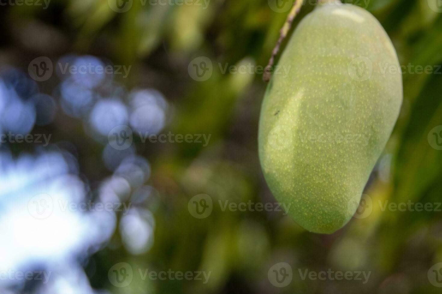Single hanging mango photo