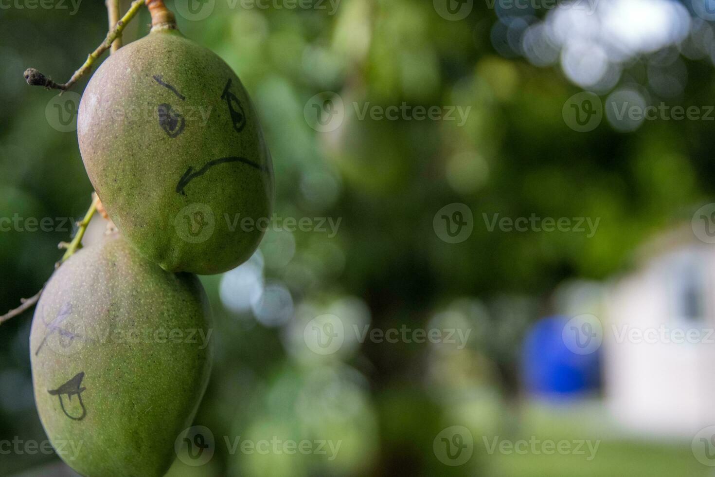 Angry Young Mango photo