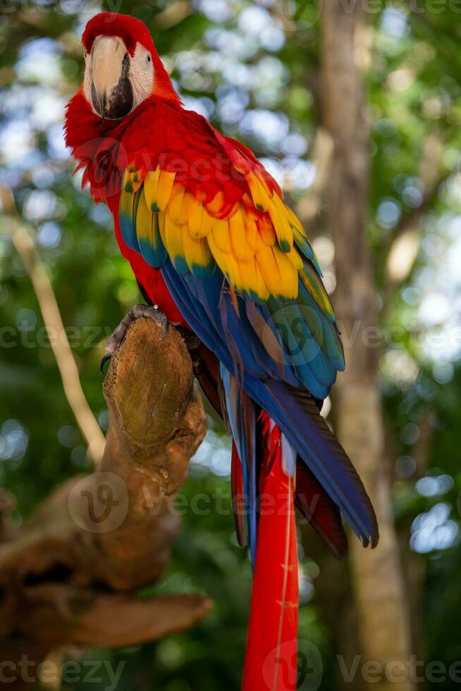 Single colorful parrot photo