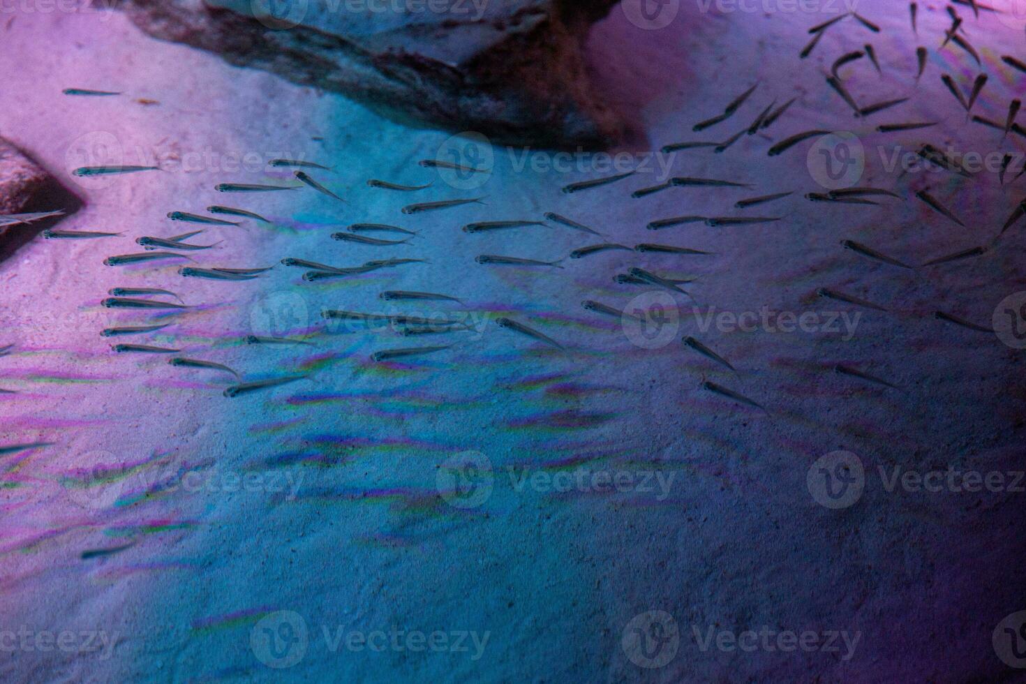School of Minnows photo