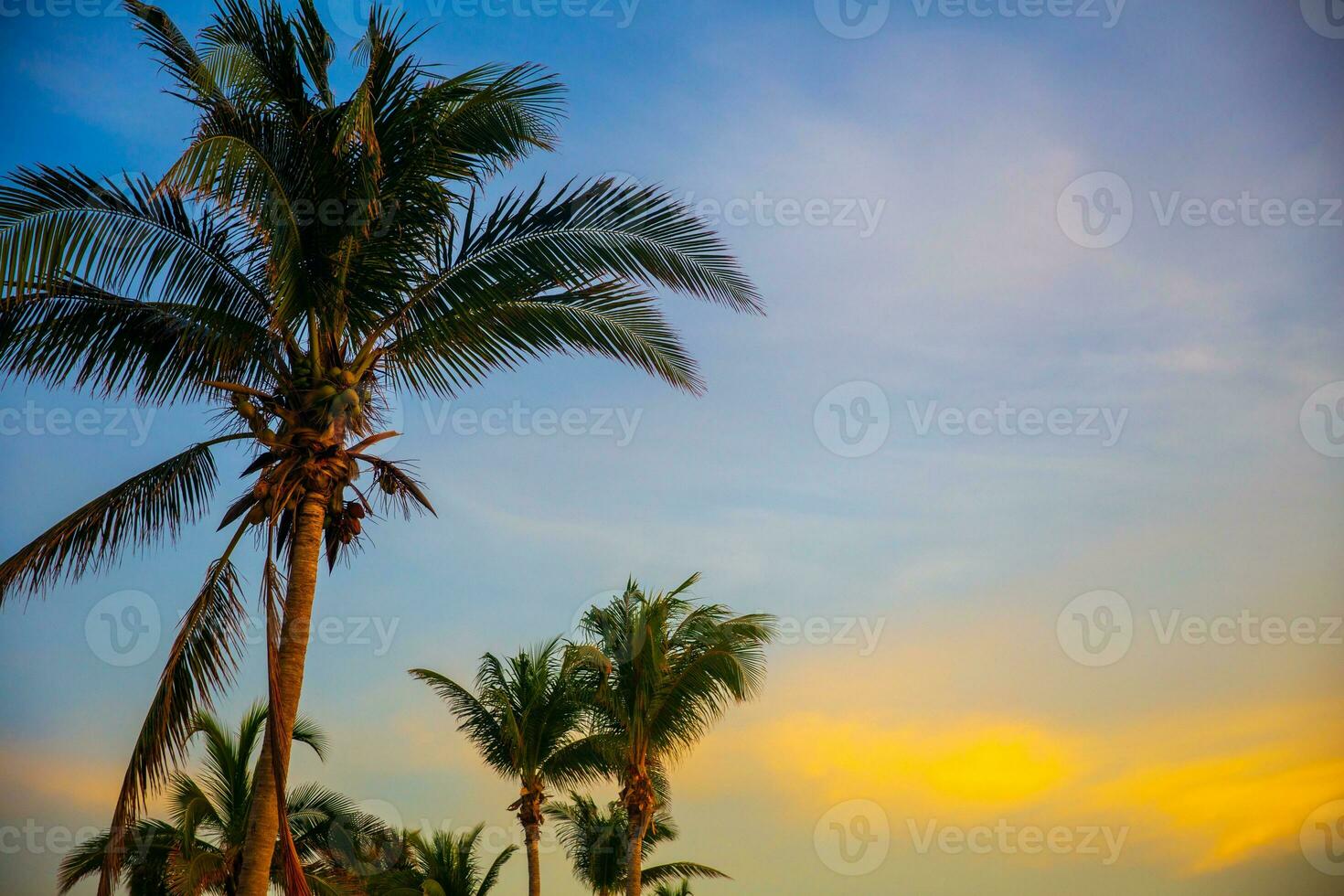 palm trees at sunrise photo