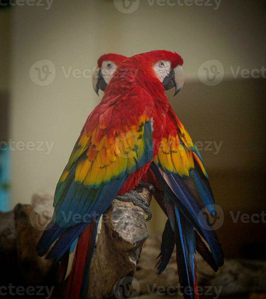Two parrots on a stand photo