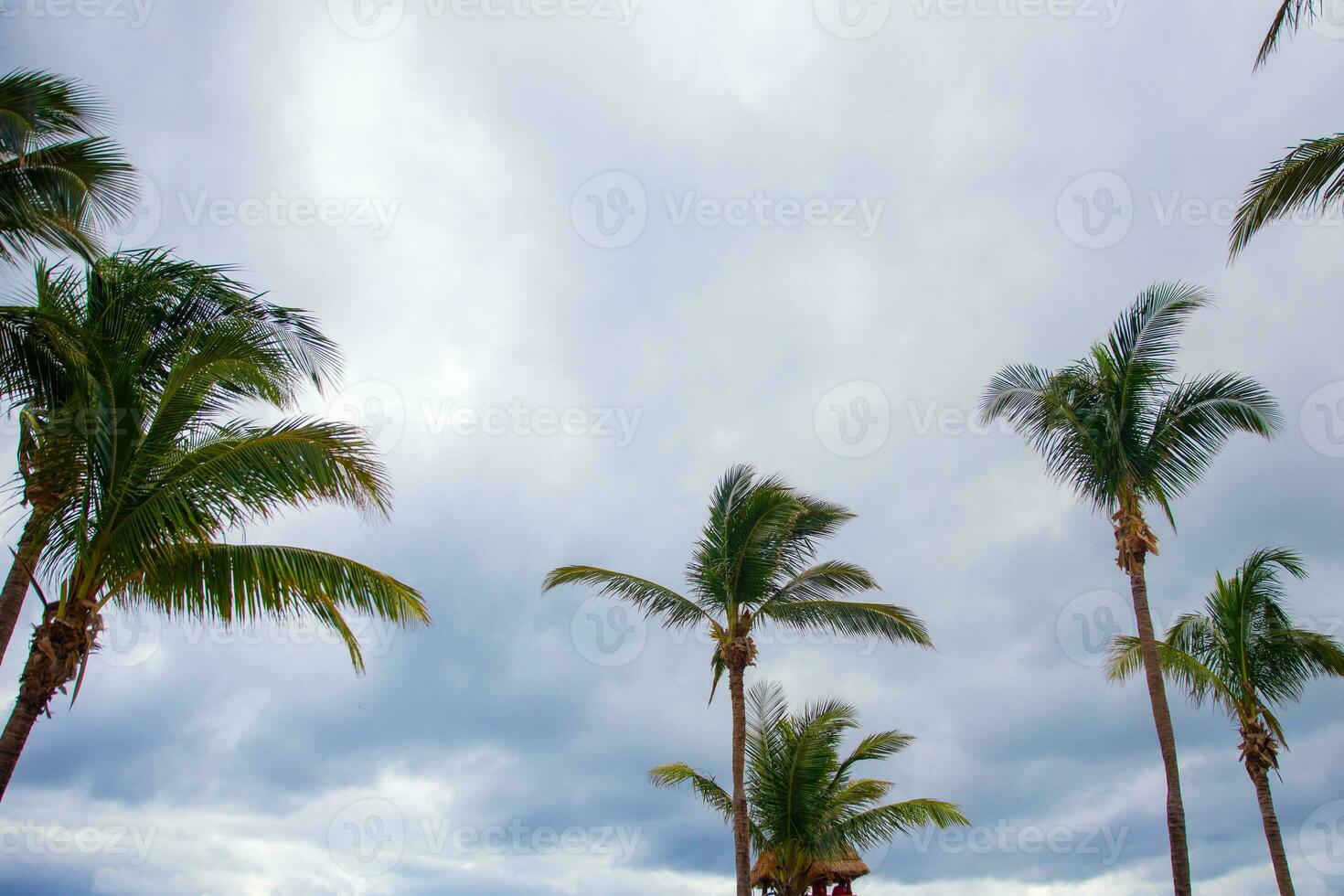 Looking up at Palm Trees photo