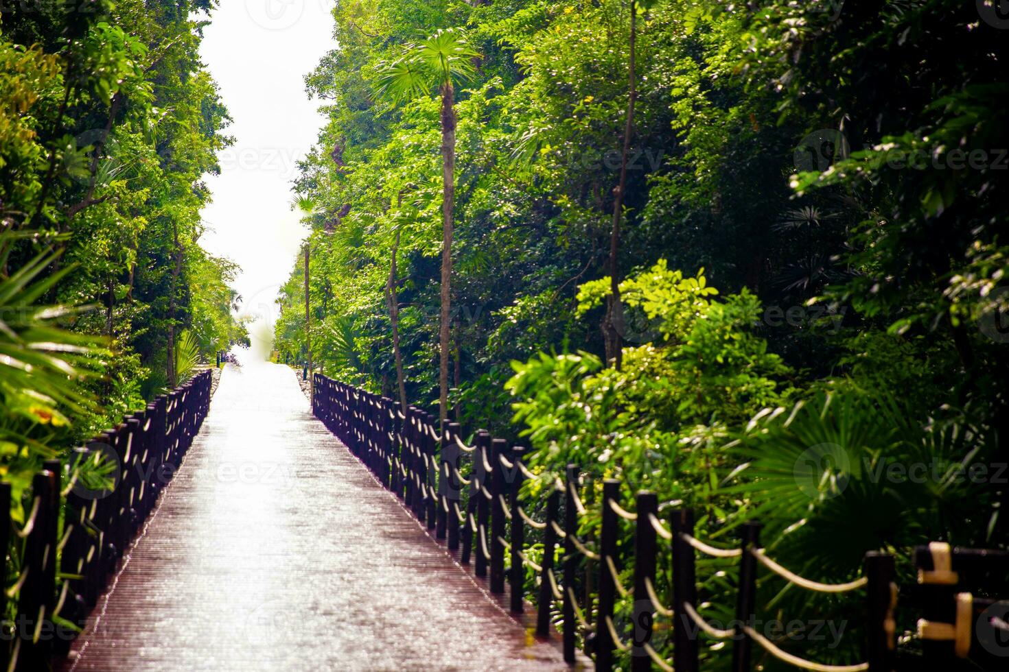Pathway towards the light photo