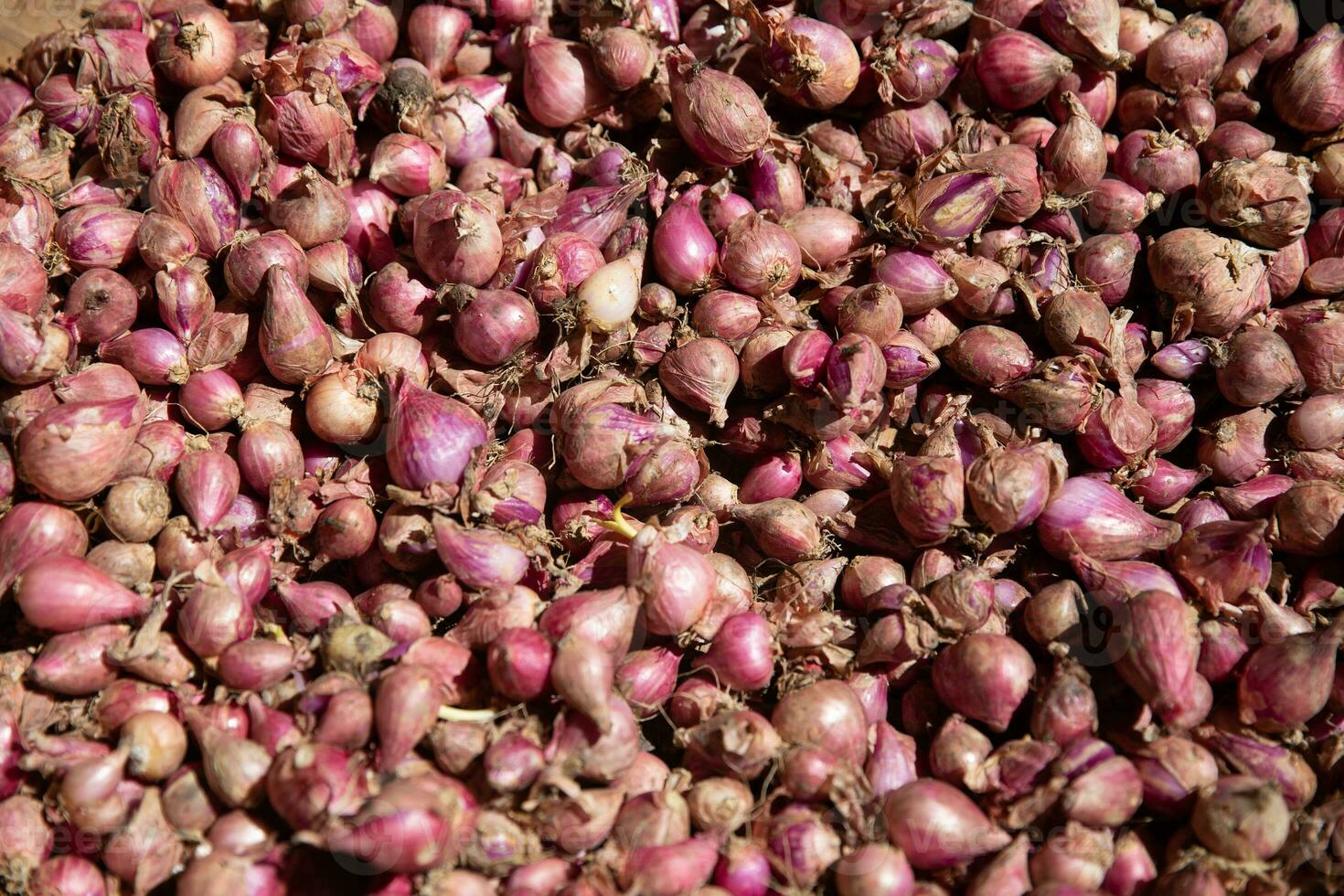 A lot of shallots photo