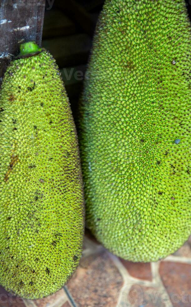 Pair of Jackfruit photo