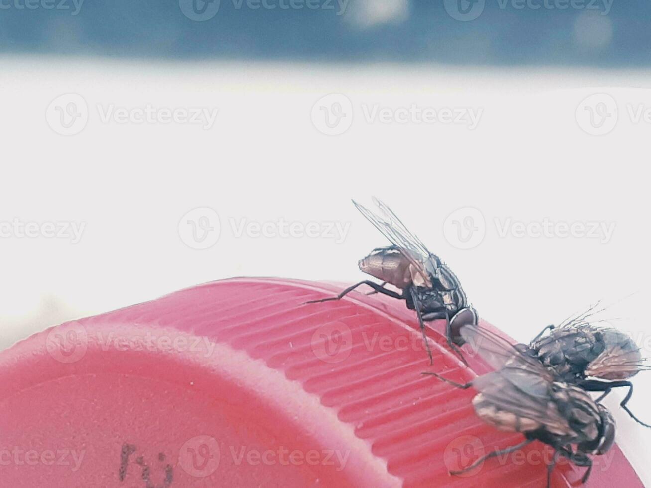 Defocused image of a fly photo