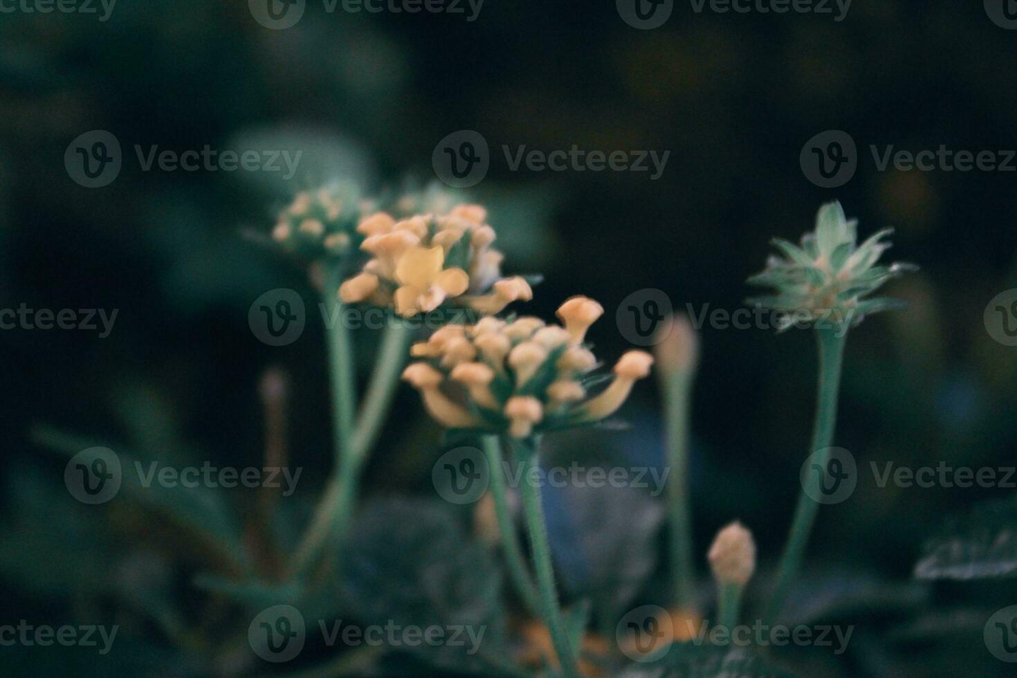 Defocused image of a flower photo