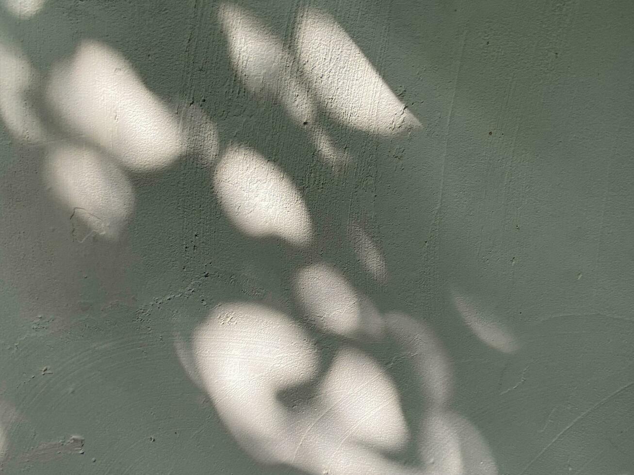 Leaves shadow background on concrete wall texture, leaves tree branches shade with sunlight photo