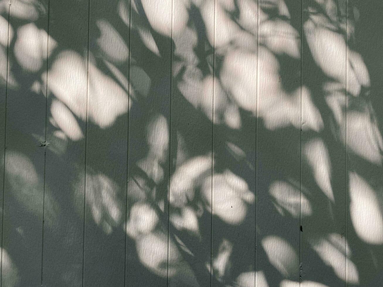 Leaves shadow background on concrete wall texture, leaves tree branches photo