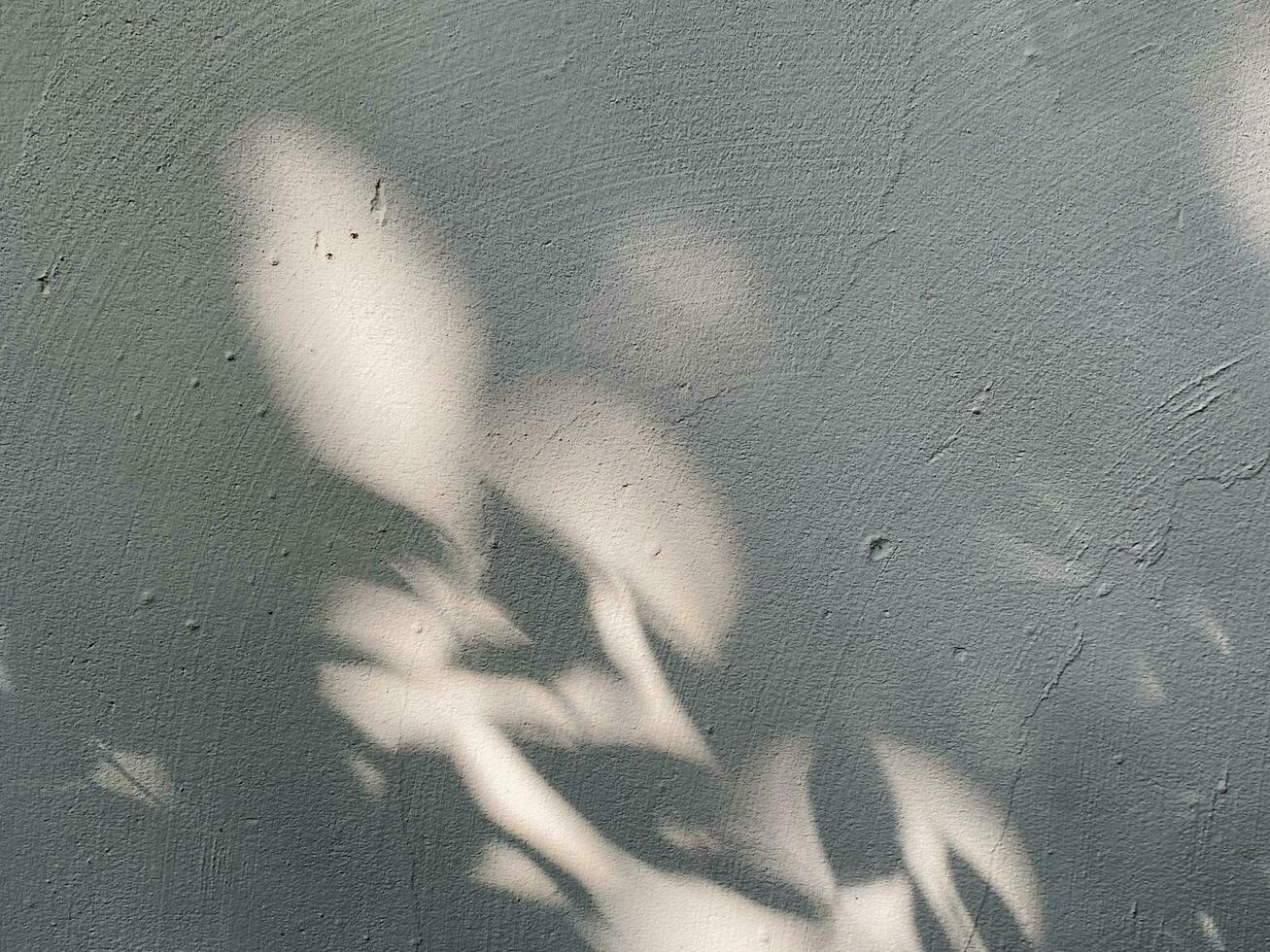 Leaves shadow background on concrete wall texture, leaves tree branches shade photo