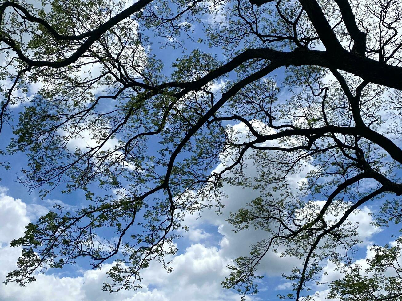 Tree branches on blue sky photo