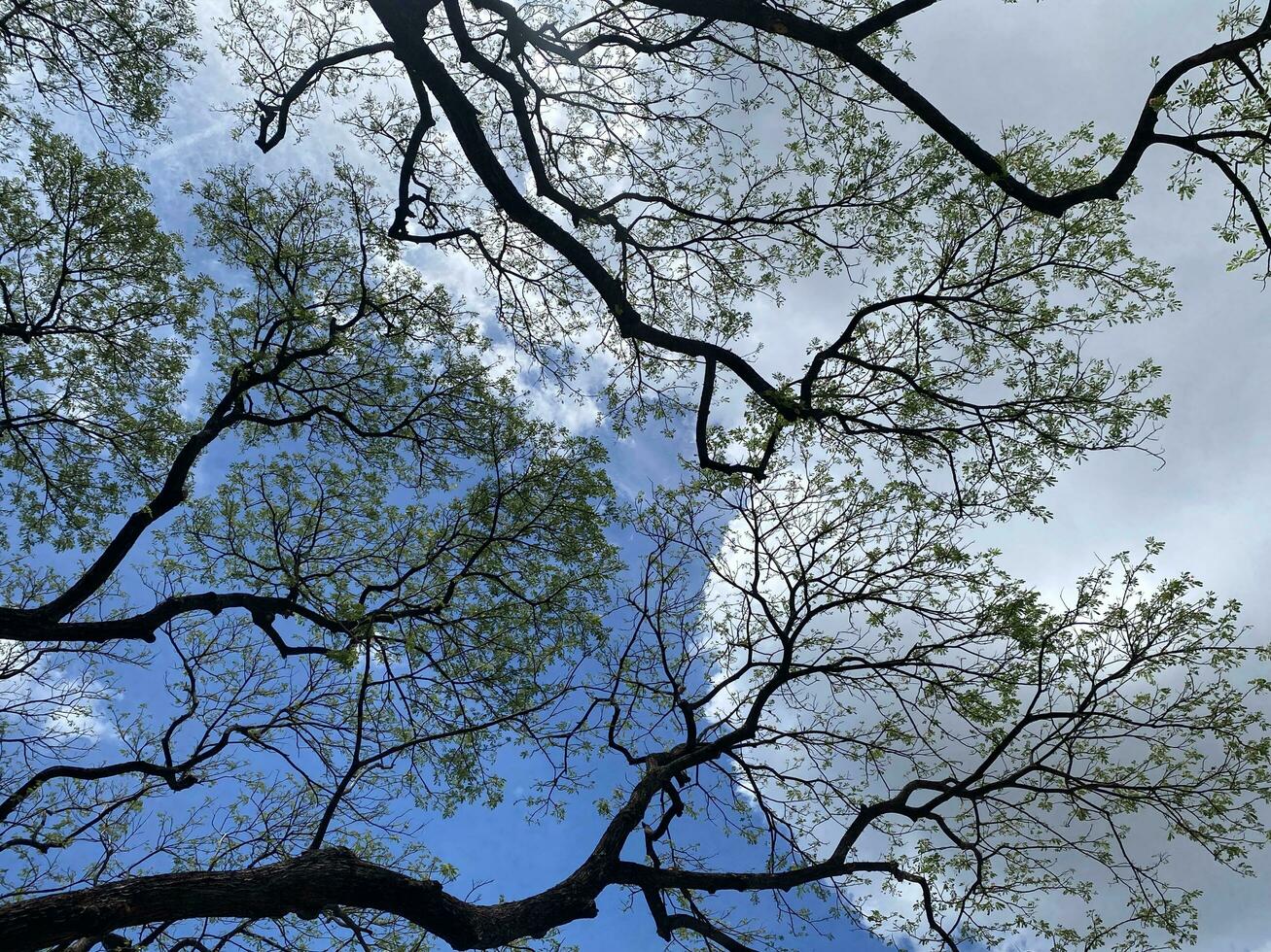 Tree branches on blue sky photo