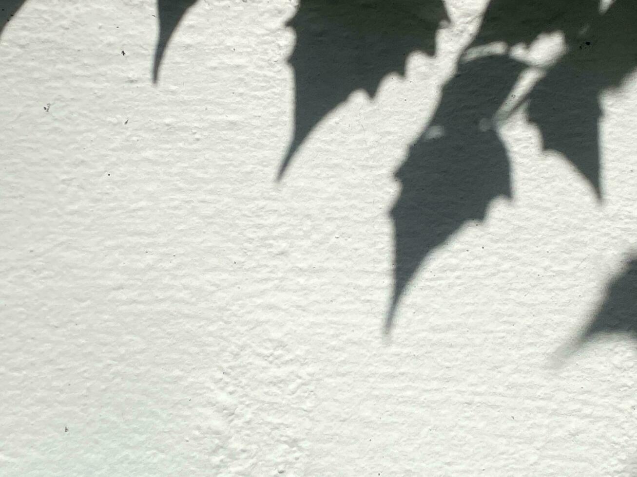 Leaves shadow background on concrete wall texture, leaves tree branches shade photo
