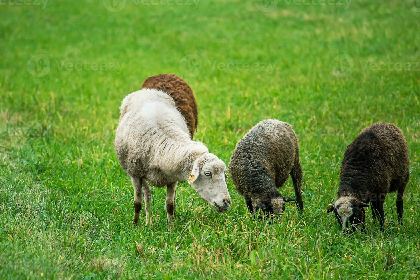Farm brown sheep graze in pasture. Flock of sheep eating grass in meadow. photo