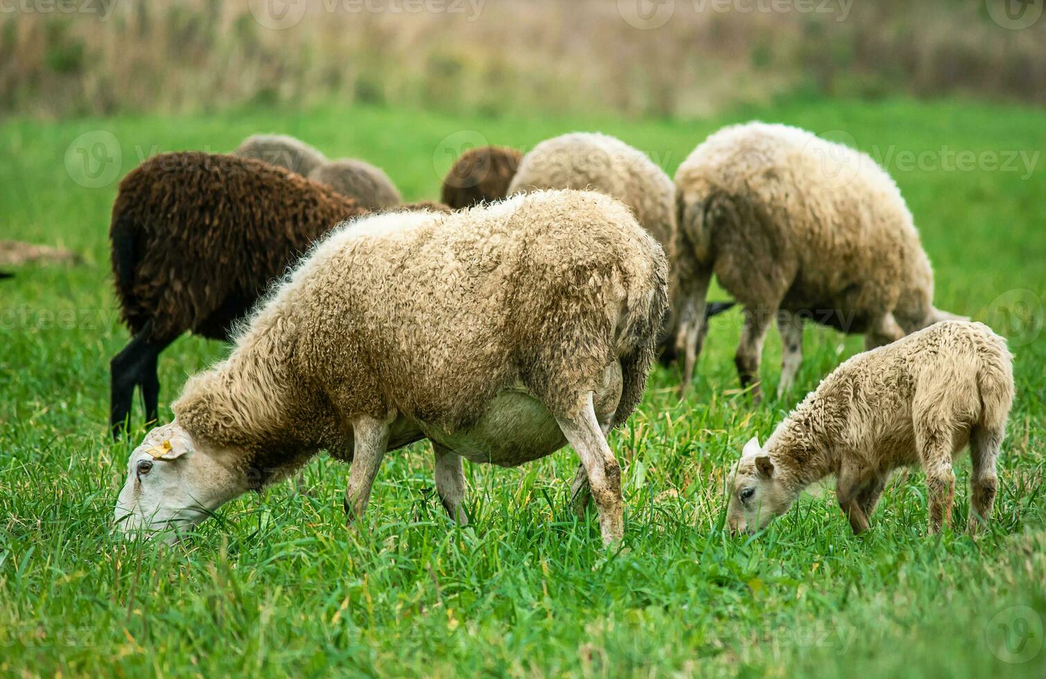 Brown sheep and lamb graze on farmers pasture. Rural life, cattle breeding. photo