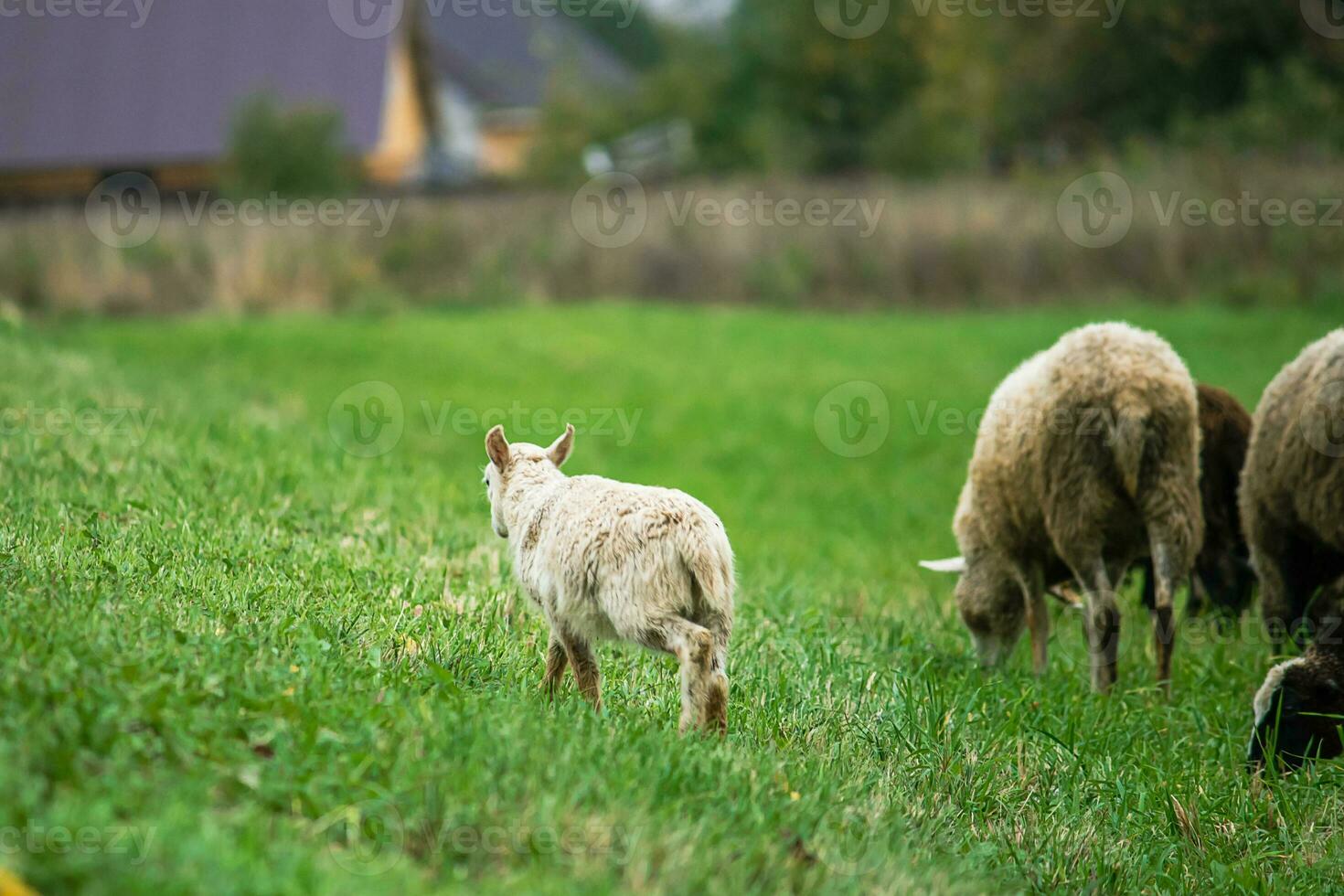 Brown sheep and lamb graze on farmers pasture. Rural life, cattle breeding. photo