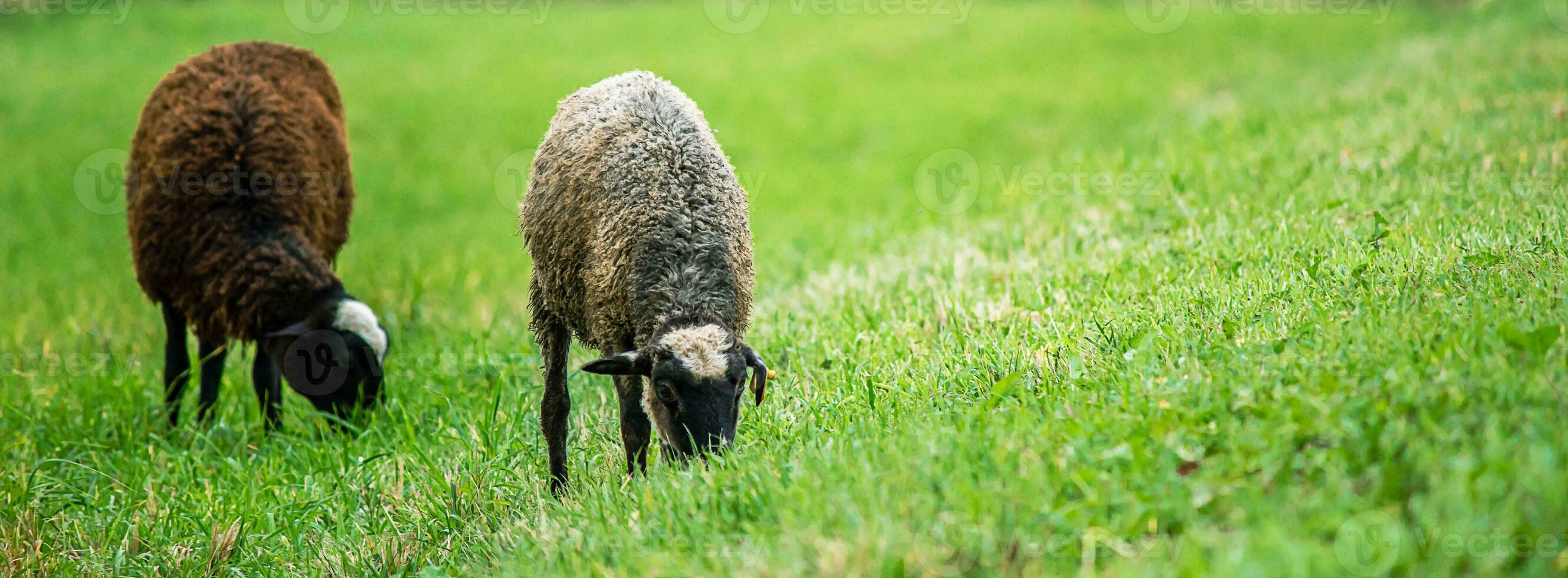 Two domestic brown sheep eat grass in meadow. Farm animals graze in pasture. photo