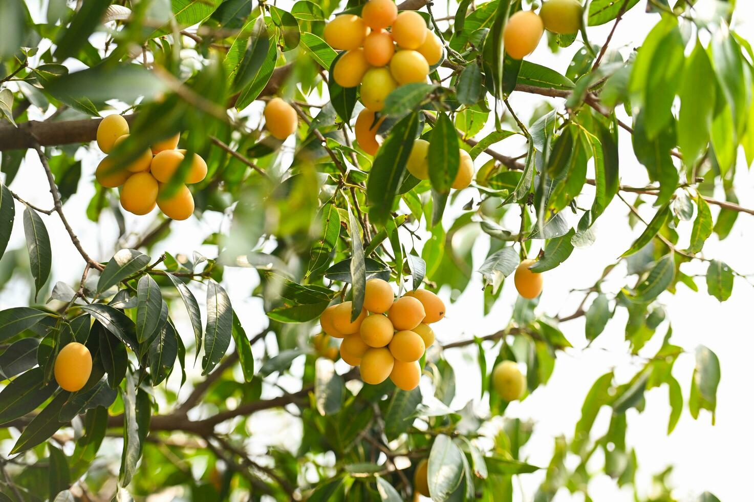 Marian plum fruit in marian plum tree in the garden tropical fruit orchard, Name in Thailand Sweet Yellow Marian Plum Maprang Plango or Mayong chid photo