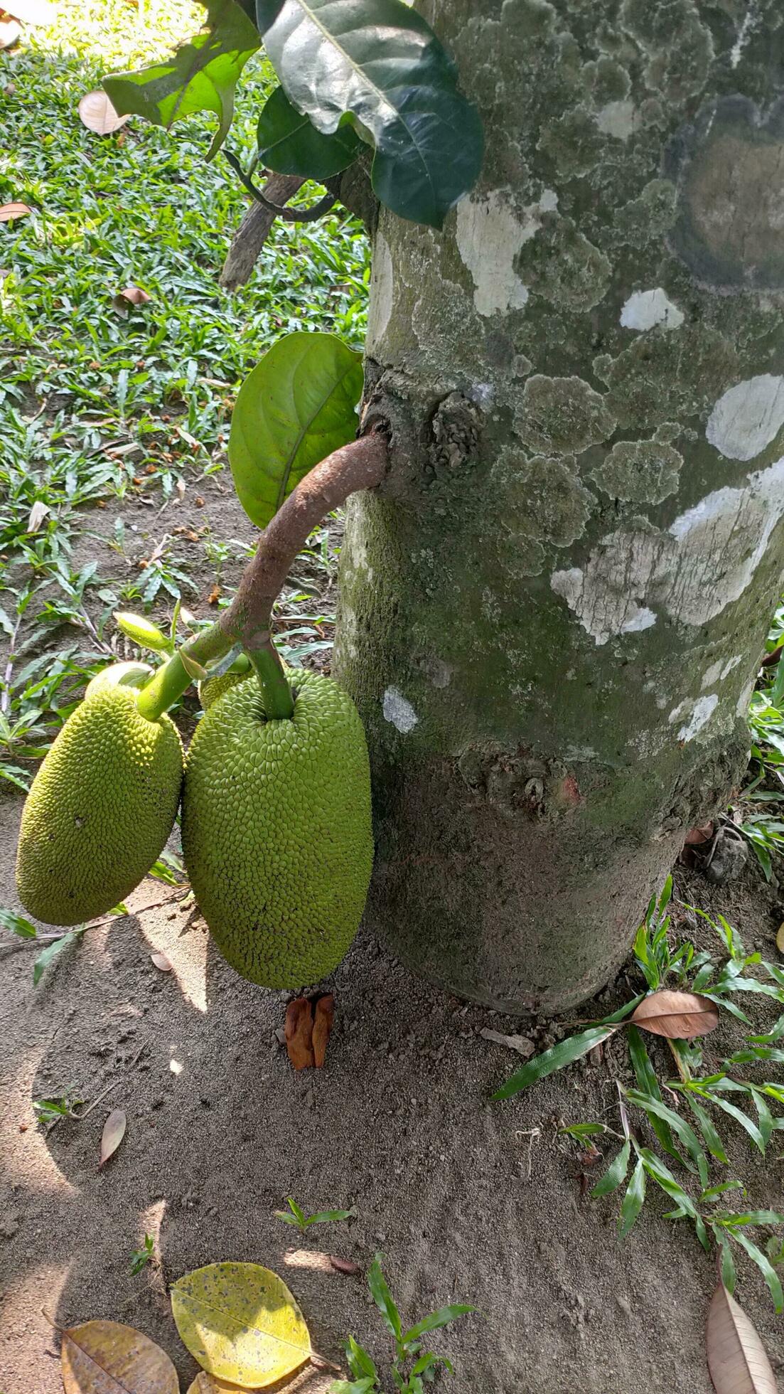 The Jackfruit Tree Or Jackfruit Tree In Indonesian Is A Tree That Bears The Jackfruit Tree Or Jackfruit Tree In Indonesian Is A Tree That Bears Sweet Fruit The Jackfruit Tree Belongs To The Moraceae Tribe The Scientific Name Is Artocarpus Heterophyllus Tropical Fruit Free Photo