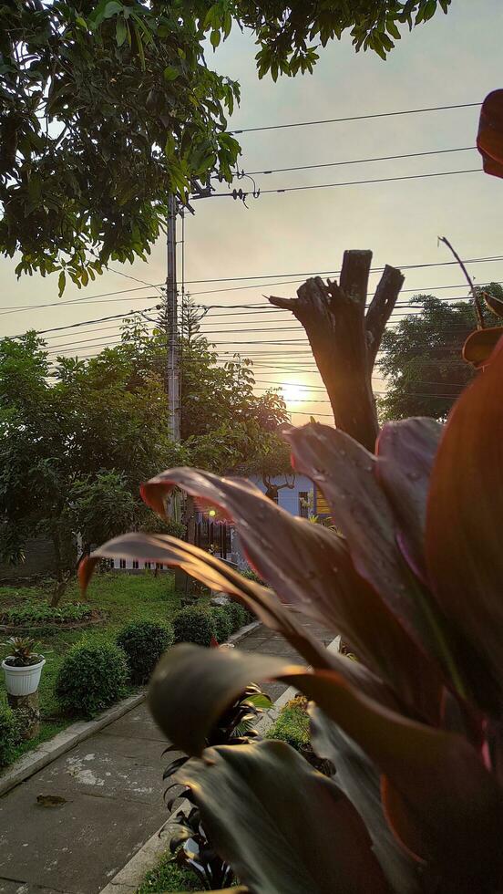 The beautiful sunrise that appears from behind the trees and rows of power lines photo