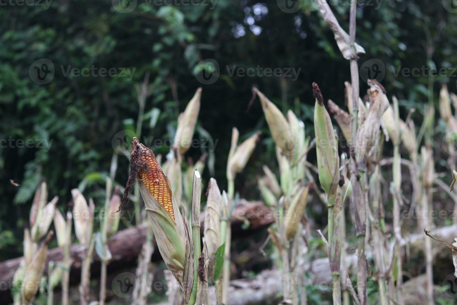 Corn in the garden photo