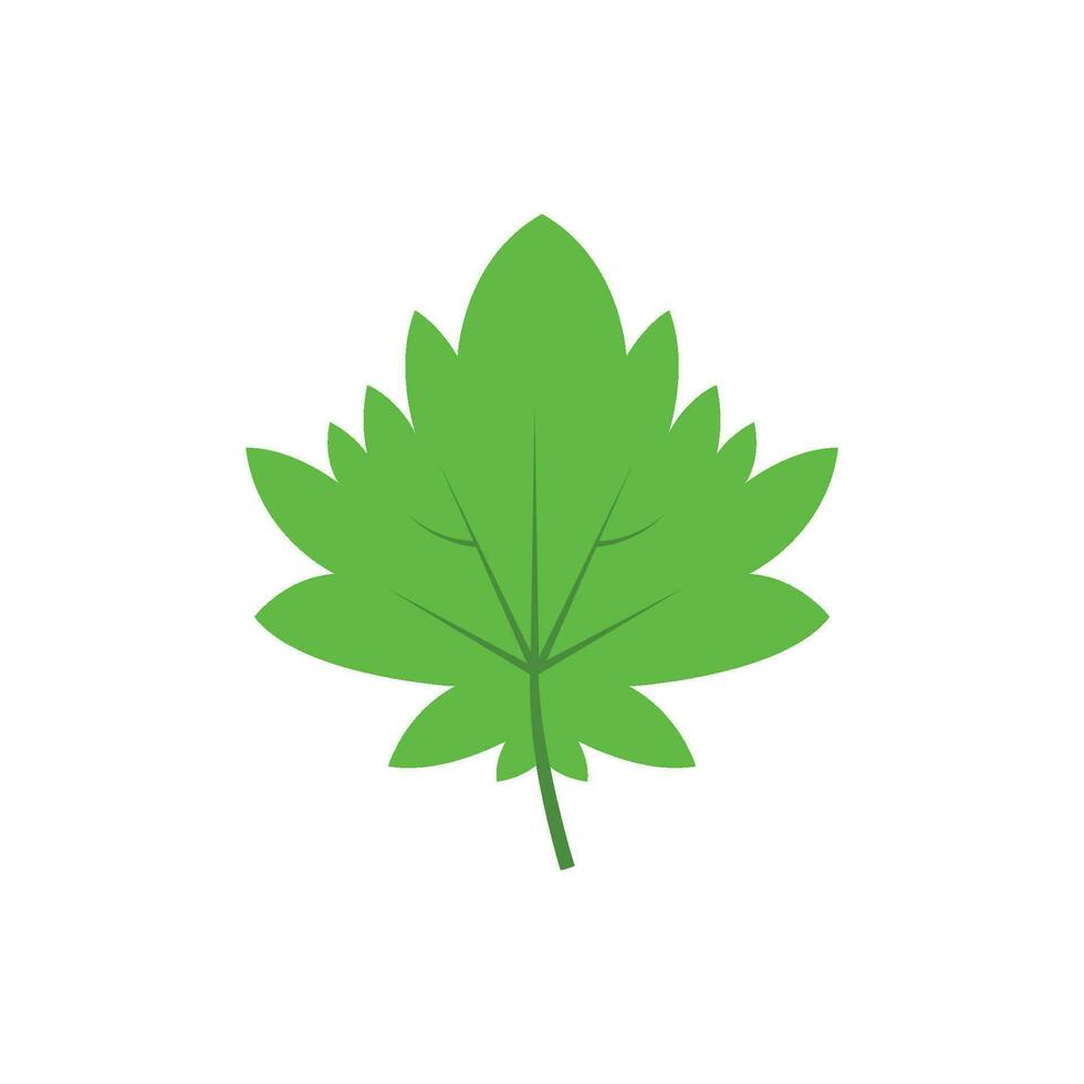 Green tree leaf vector illustration isolated on transparent background