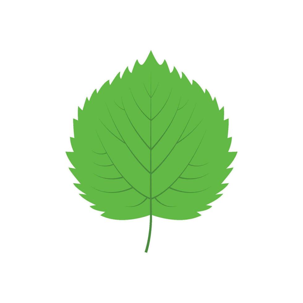 Green tree leaf vector illustration isolated on transparent background