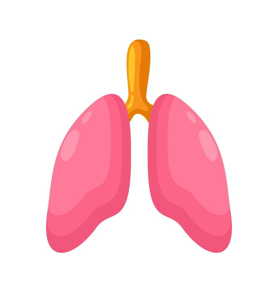 Lungs. Vector bright isolated illustration.