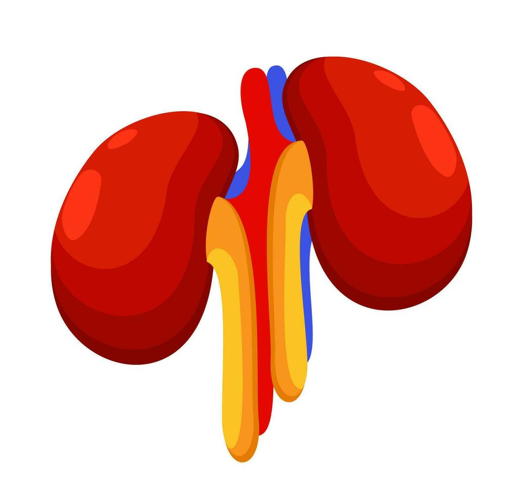 Kidneys. Colorful vector isolated illustration.