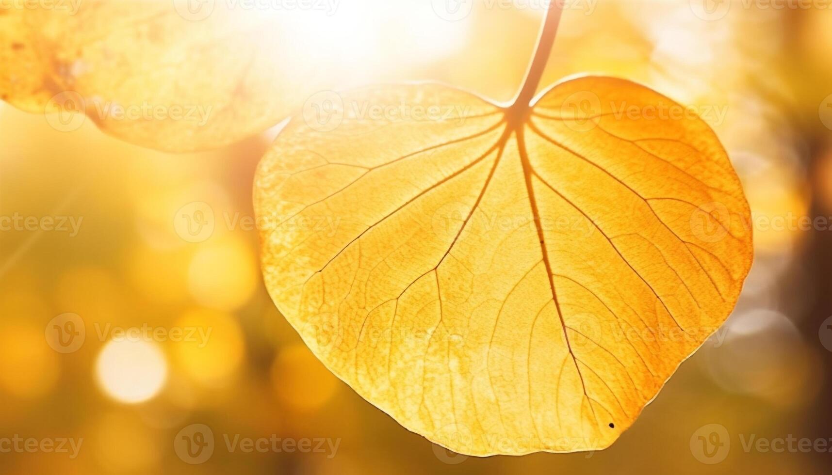 Vibrant autumn foliage on maple tree, nature colorful decoration generated by AI photo