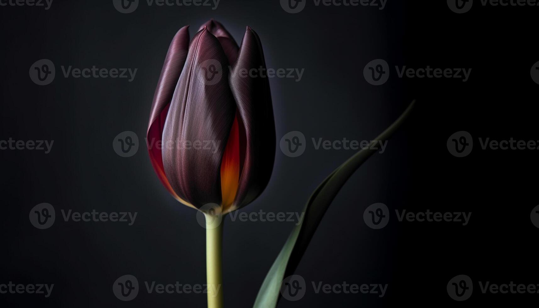 Vibrant tulip blossom, on black background, exudes elegance generated by AI photo