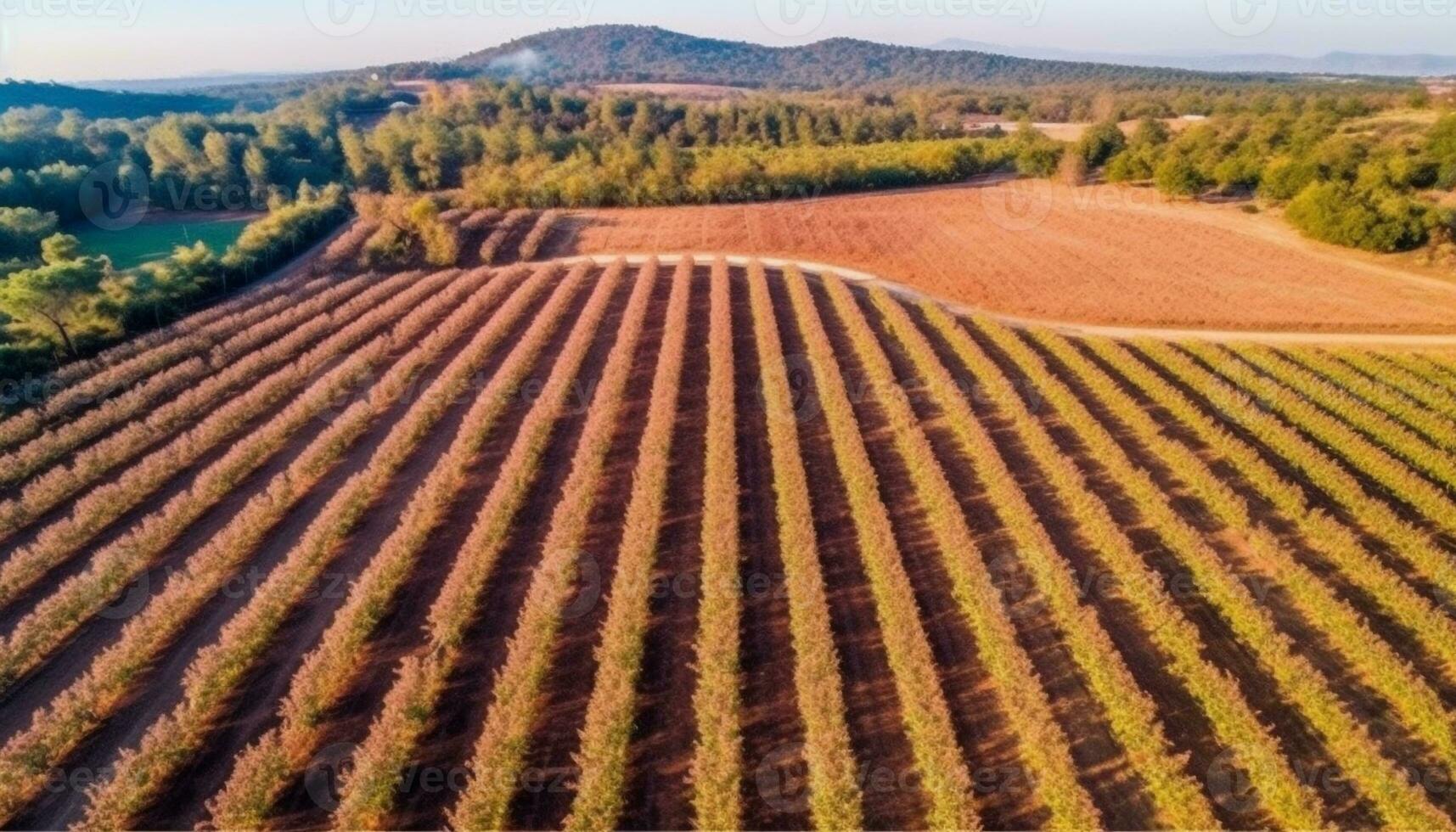 Agricultural field, rural scene, high angle view, green growth, harvesting generated by AI photo