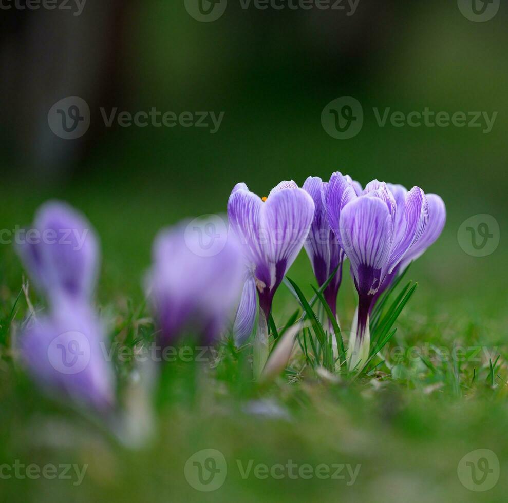 Blooming purole crocuses with green leaves in the garden, spring flowers photo
