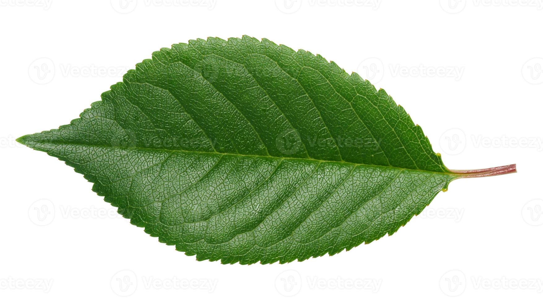 Green cherry leaf on white isolated background photo