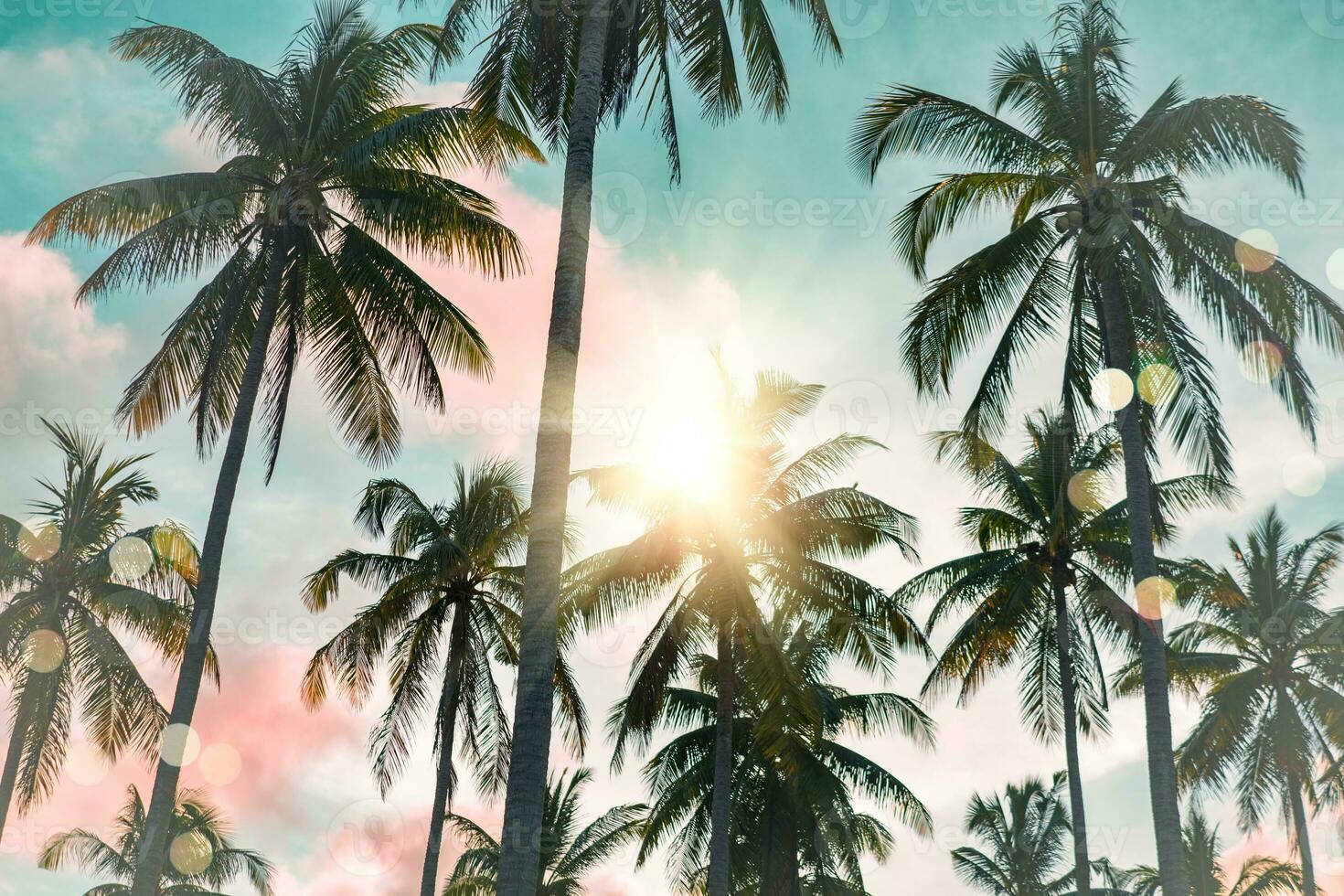 Tropical palm coconut trees on sunset sky flare and bokeh nature ...
