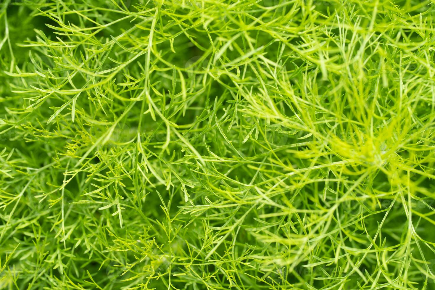 Green leaves of ornamental plant in the garden. Full frame small green leaf texture background. Dense green leaf with beauty pattern texture background. Green wallpaper. Nature abstract background. photo