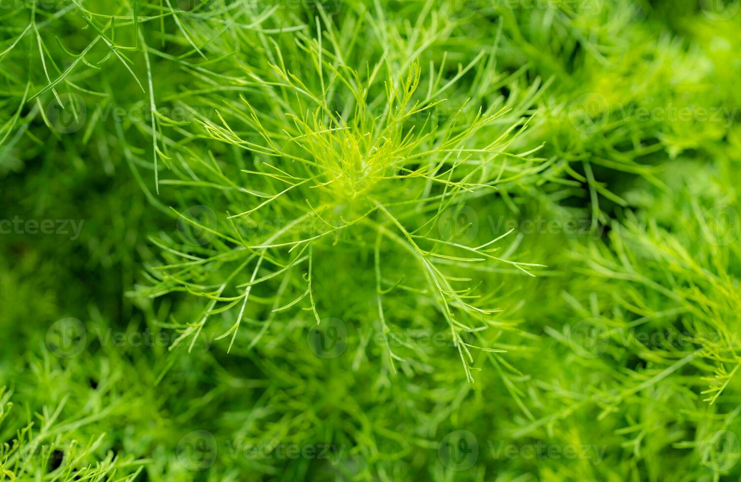 Green leaves of ornamental plant in the garden. Full frame small green leaf texture background. Dense green leaf with beauty pattern texture background. Green wallpaper. Nature abstract background. photo