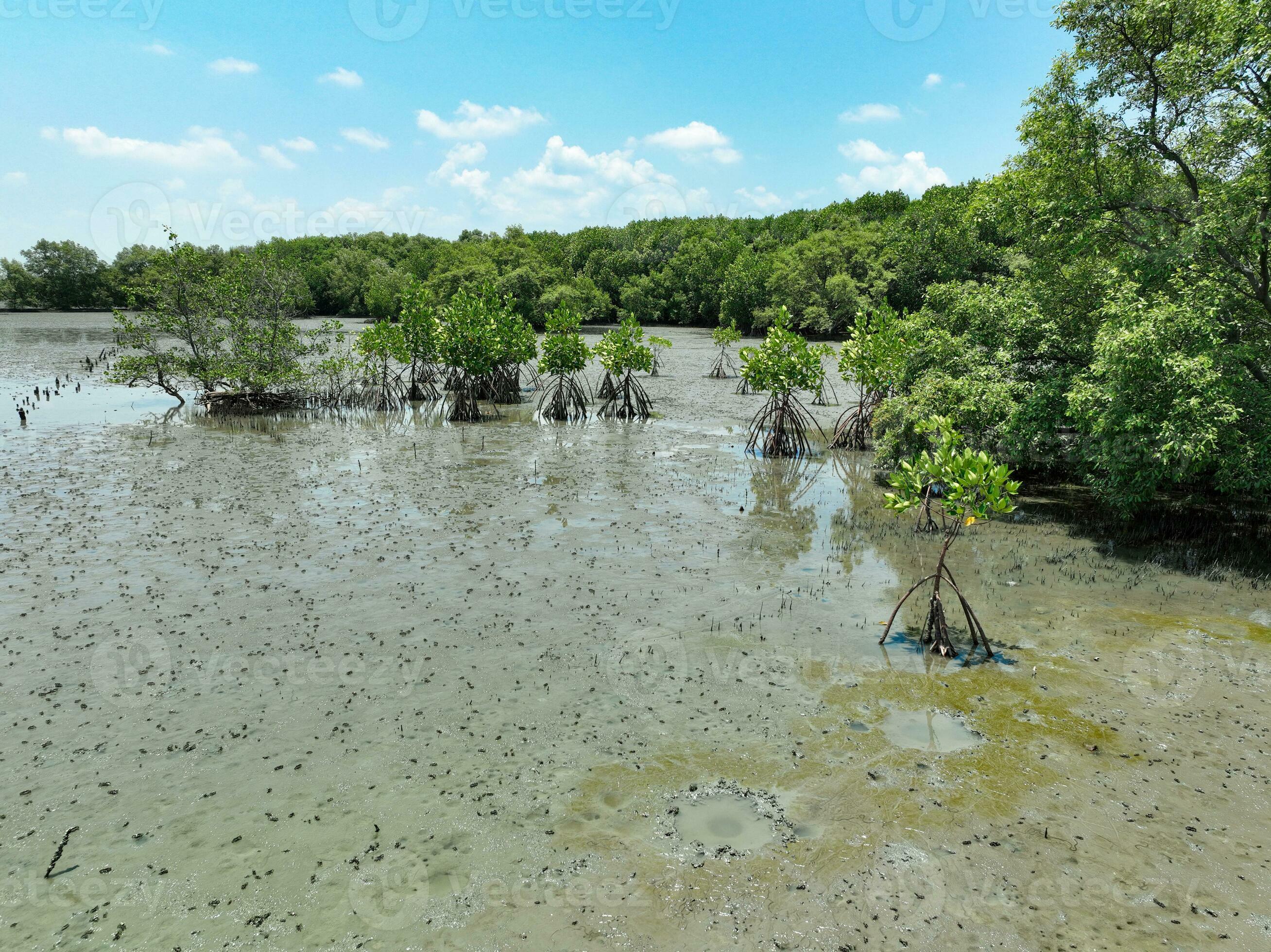Green mangrove forest and mudflat at the coast. Mangrove ecosystem