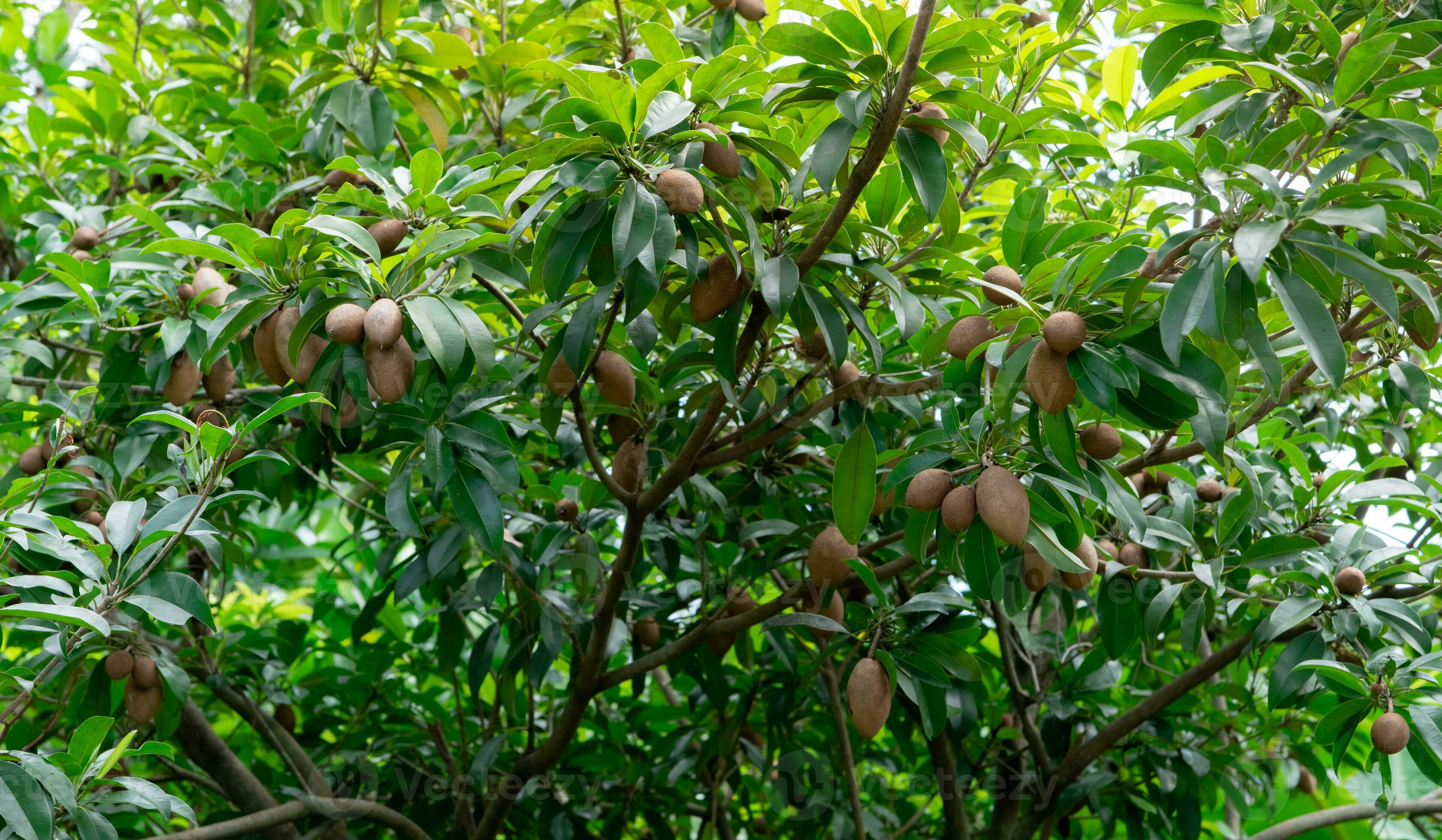 zapote árbol con joven Fruta y verde hojas. hojas perennes árbol